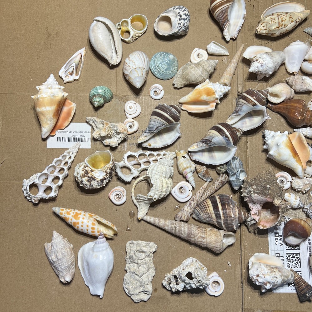 Collection of Sea Shells Various Types and Sizes Lot Bundle Small Medium