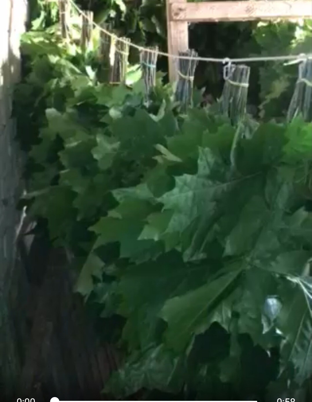 18st Oak canadian brooms+herbs sauna banya venik whisks Eiche 2025 Ukraine free