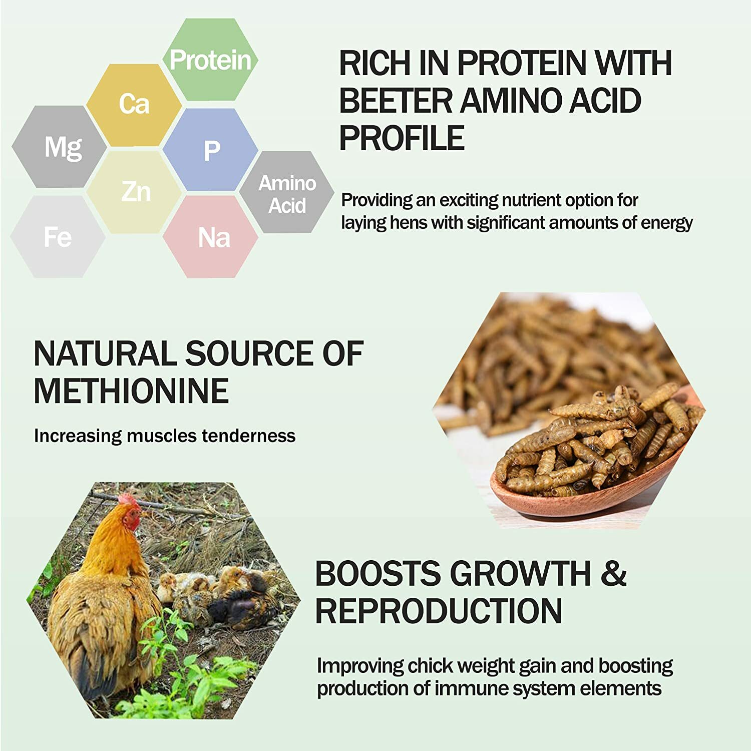 22 LBS Dried Black Soldier Fly Larva High Calcium Treats for Chickens Birds