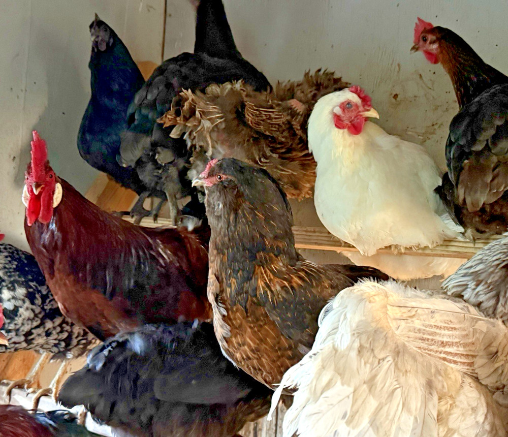 8++ Chicken Hatching Eggs ~Barnyard Mix~ Rainbow Egg Layers ~ Premium Breeds
