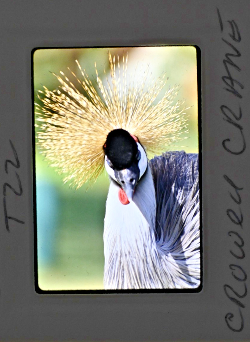 Vintage 1986 Kenya Safari Slides 120 Lot Wildlife Tribal Photo