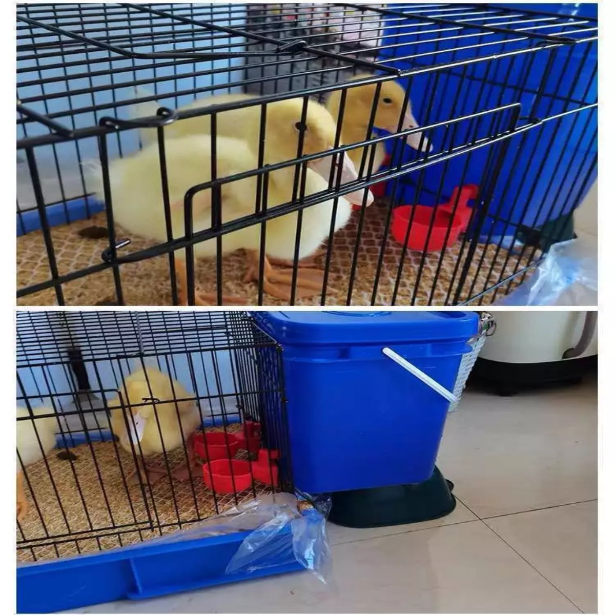 12 PCS Chicken Automatic Watering Cups Poultry Drinker Waterer Duck Quail Hen