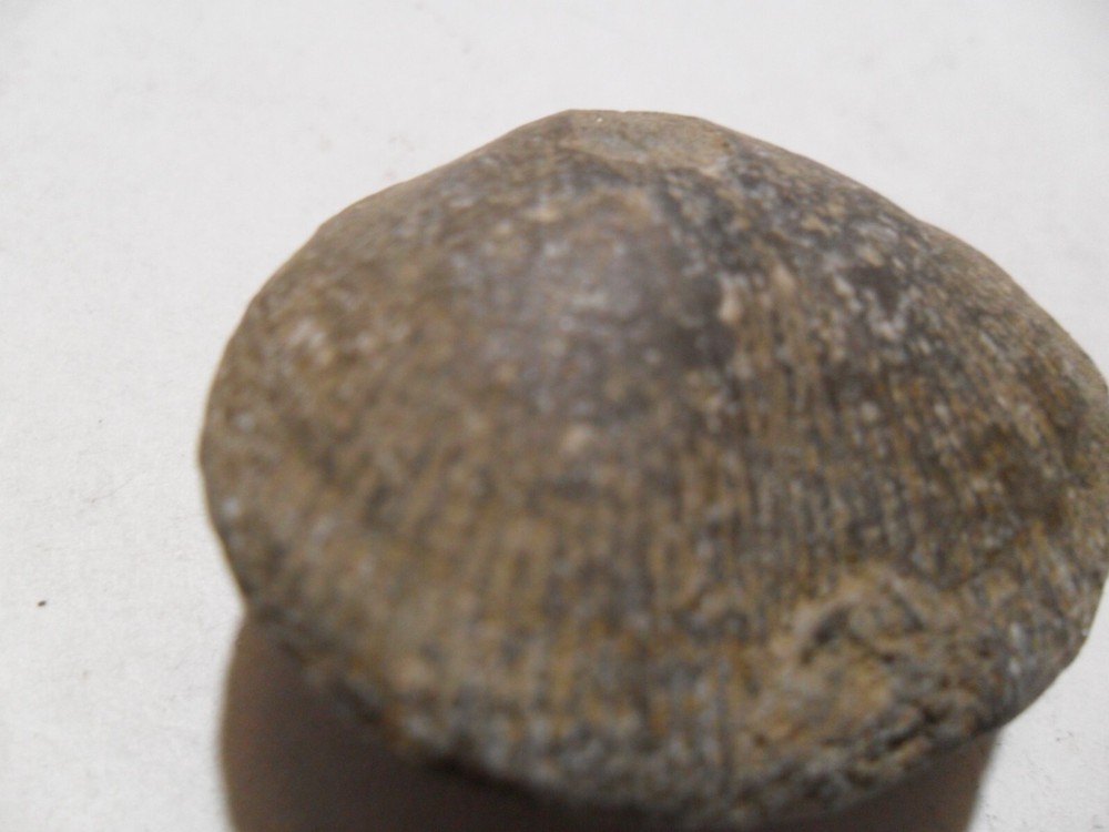 Crystal Brachiopod