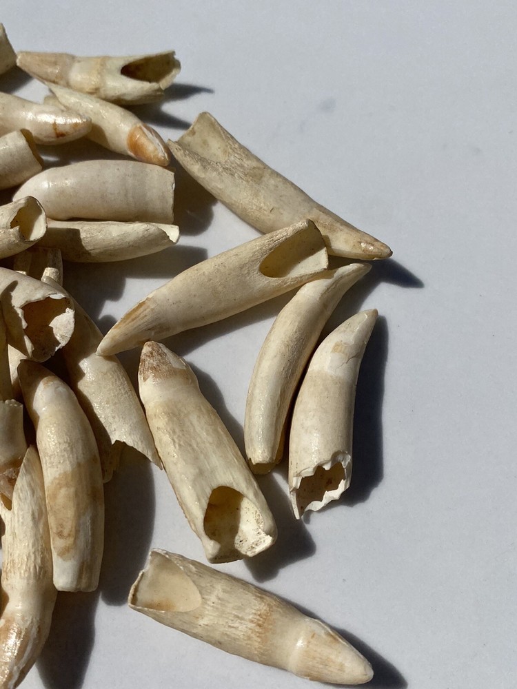 Medium Florida Alligator Tooth