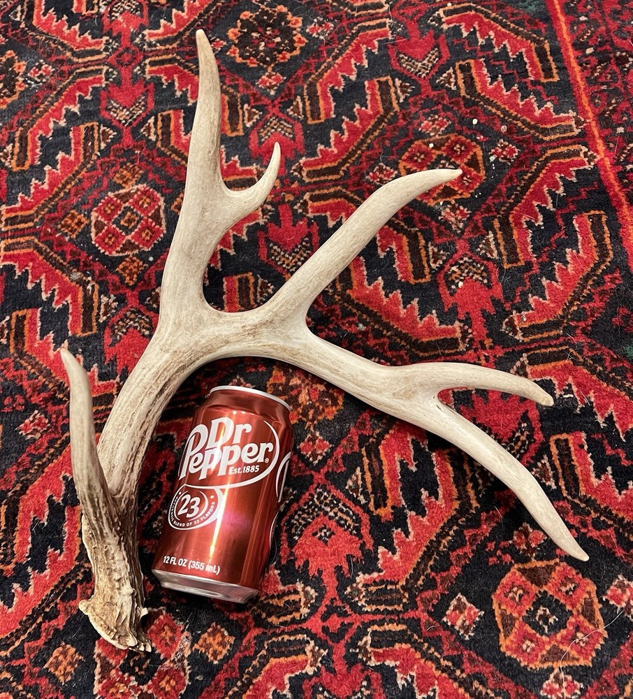 Three Large Wild Whitetail Antler Sheds