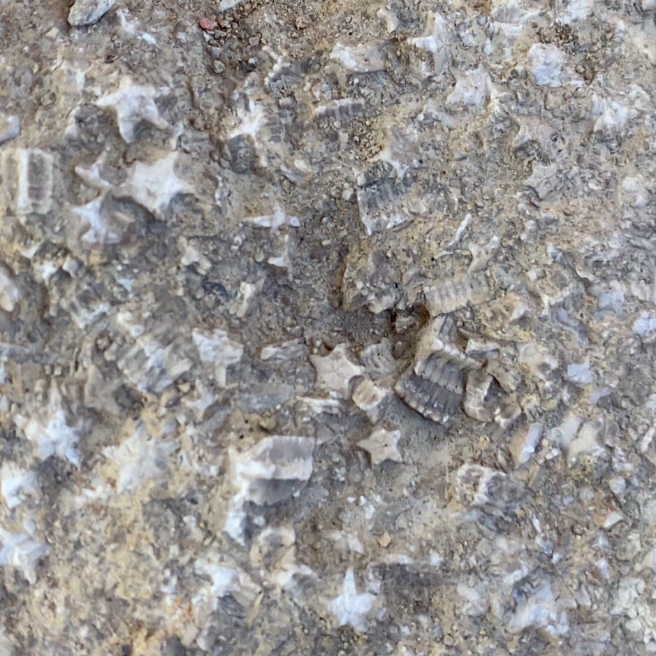 A Bottle of 36 Crinoid Star Fossils