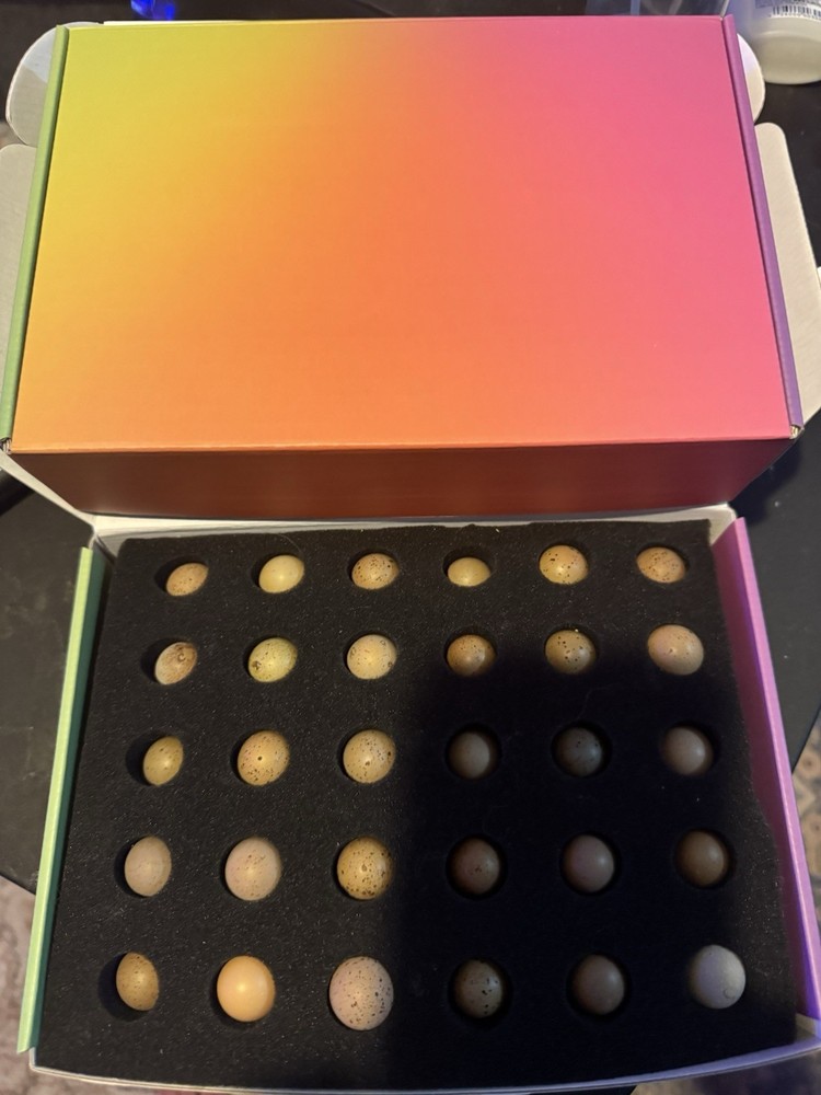 20 Button Quail Hatching Eggs Multiple Colors