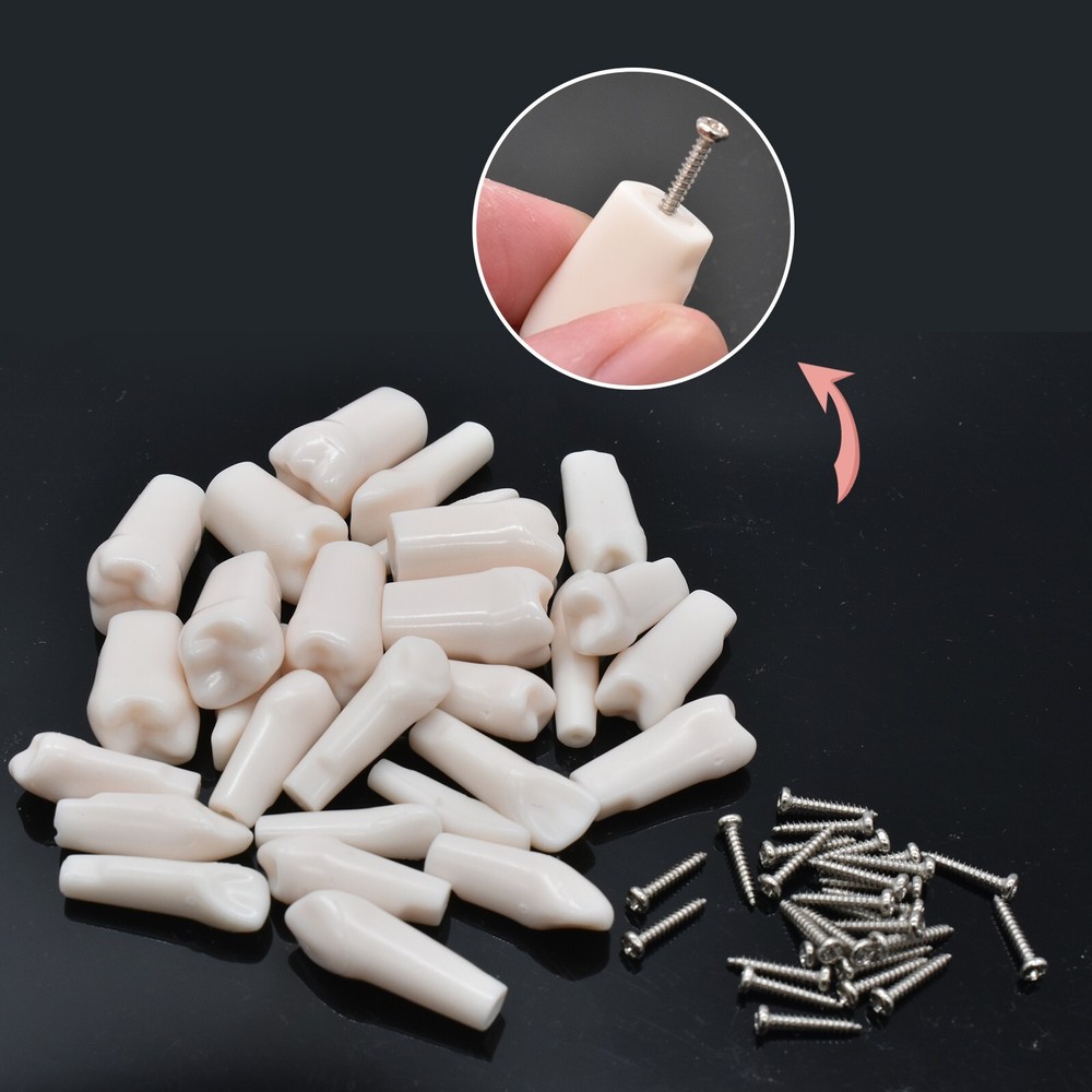 Dental Manual Manikin Simulator Phantom Head Model with 28pcs Replacement Teeth