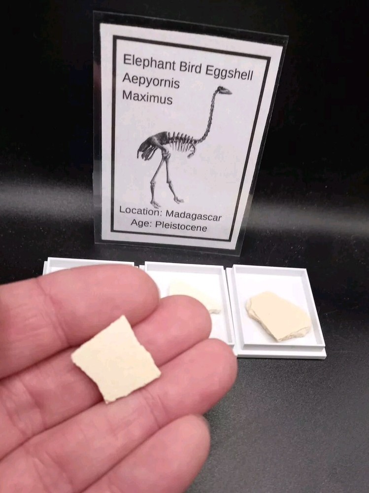 Fossil Elephant Bird Eggshell~Aepyornis~Madagascar Display Case