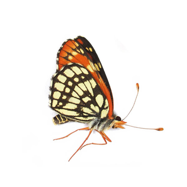 CHLOSYNE LEANIRA OREGONENSIS 1M