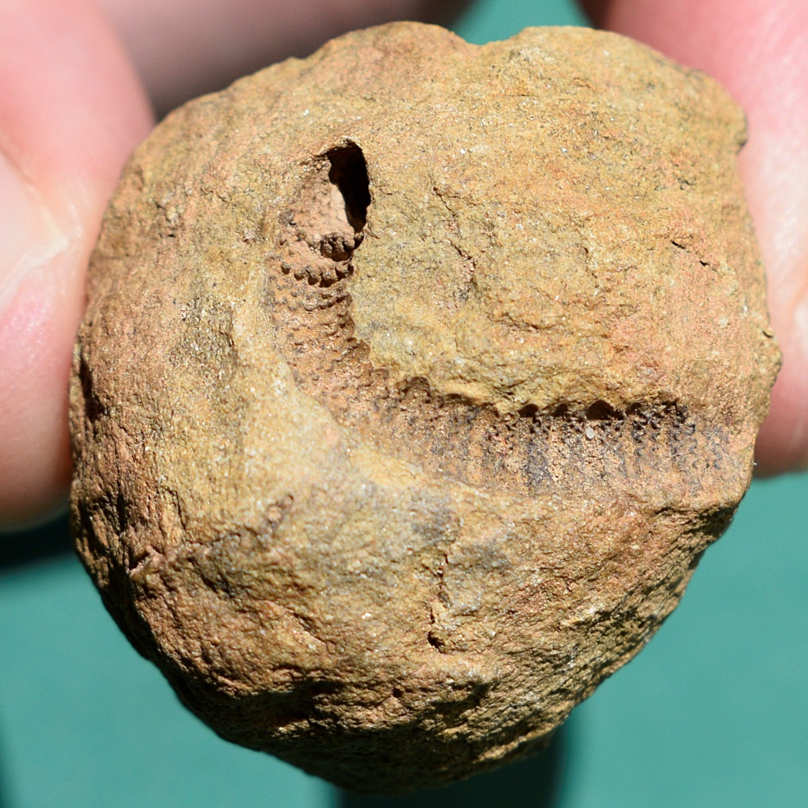Crinoid, Myelodactylus sp.: Bolivia devonian crinoid fossil