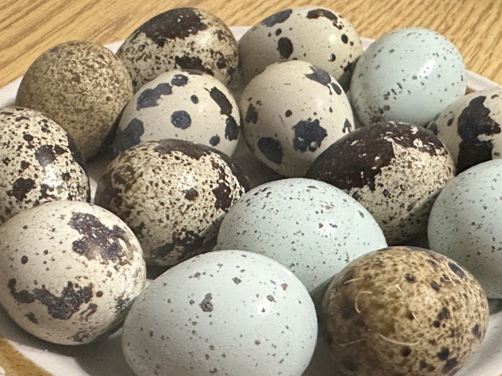 14+ Assorted Rare/Celadon Blue Mix Coturnix Quail Hatching Eggs