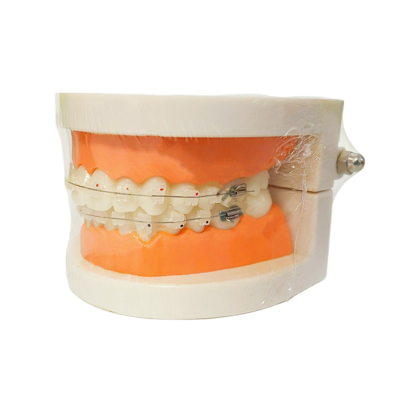 Dental All Ceramic Brackets Study Model Retainer Clear Bracket Orthodontic Model