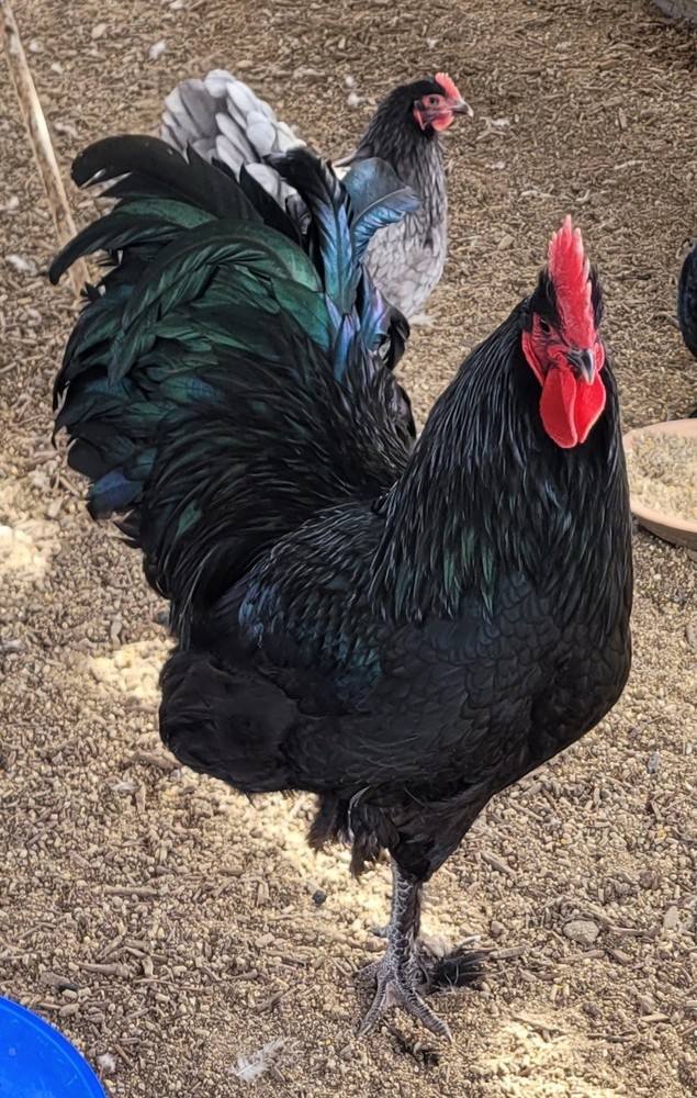 Croad Langshan Hatching Eggs 6 Pack