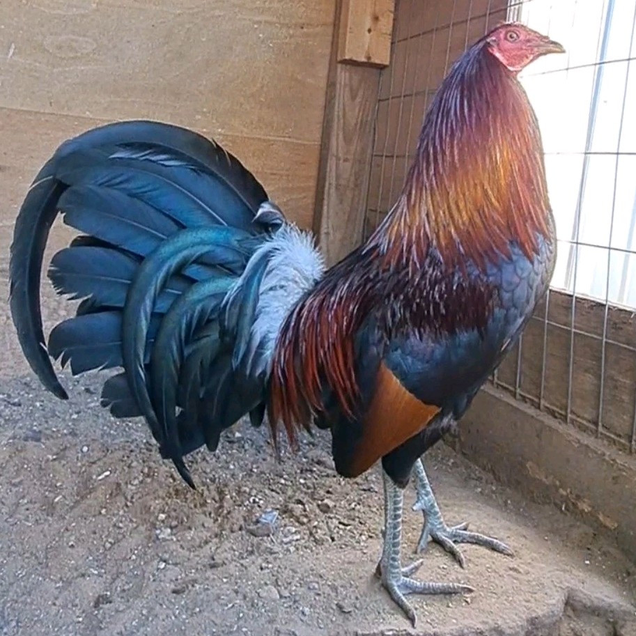 12 Chicken Hatching Eggs.