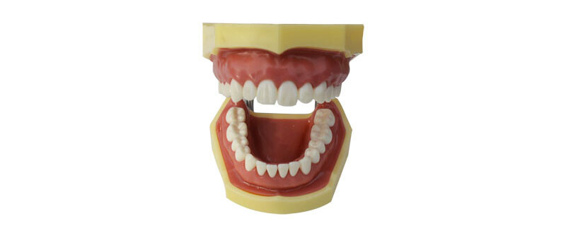 Teeth Model for Education Model Teach Model Lab Supply Study Nurse Training Disp