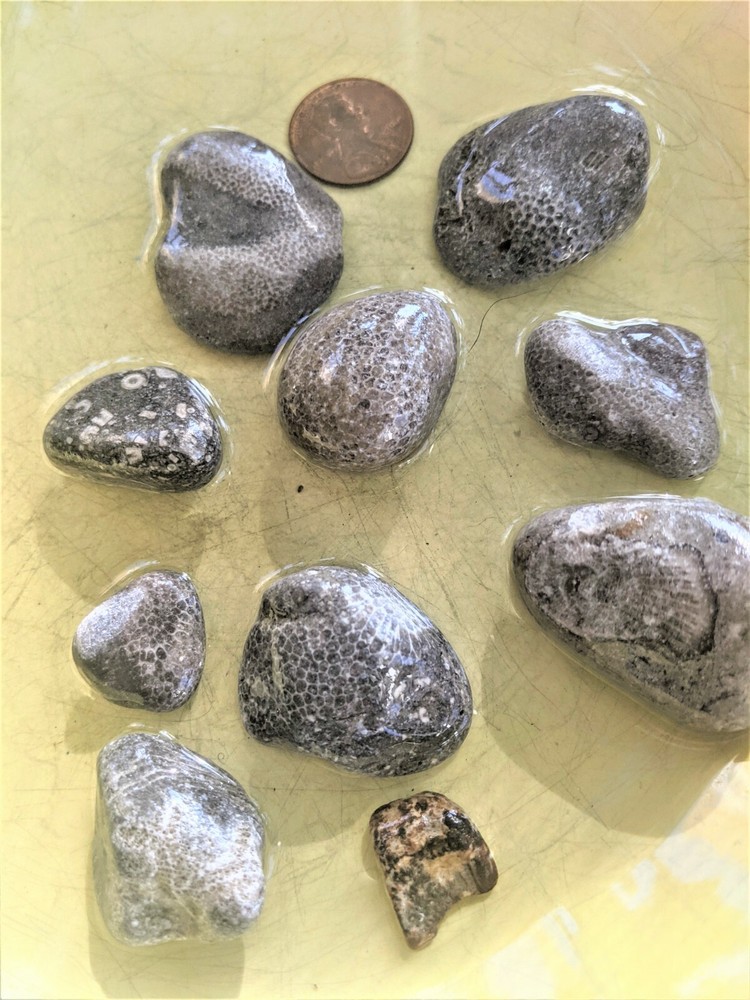 10 Charlevoix stones and other fossils