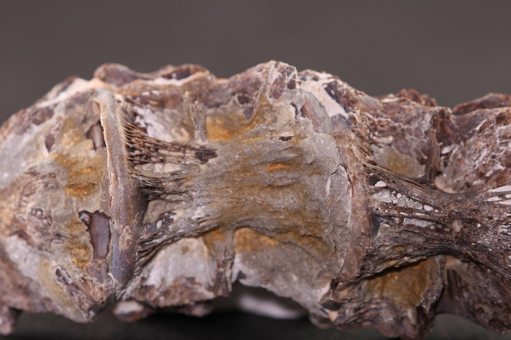 Fossil Fish Ichthyodectes Multiple Vertebrae Cretaceous Kansas COA #3307