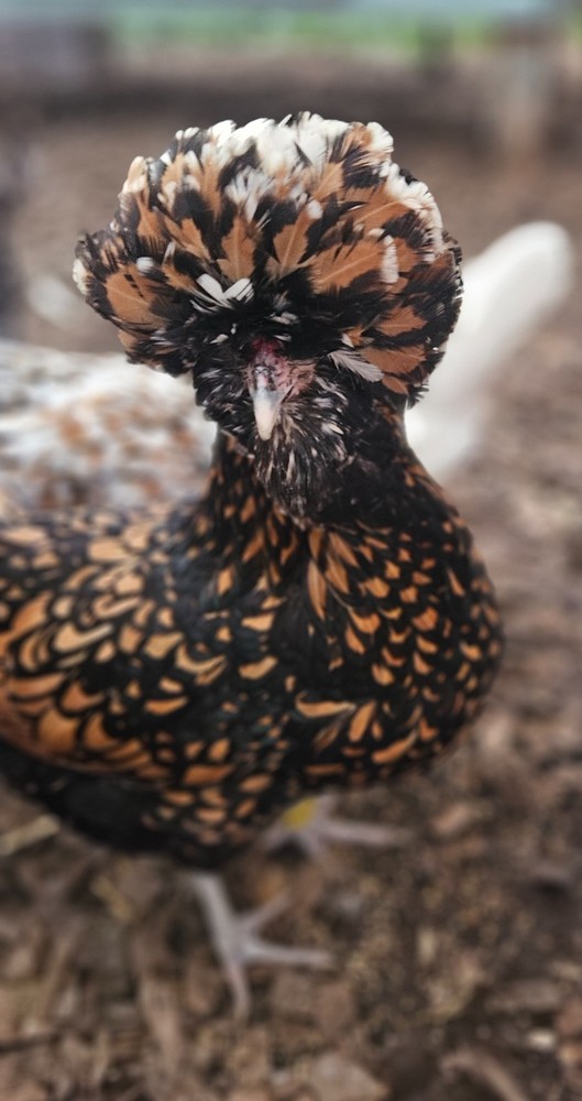 12 Polish Hatching Eggs