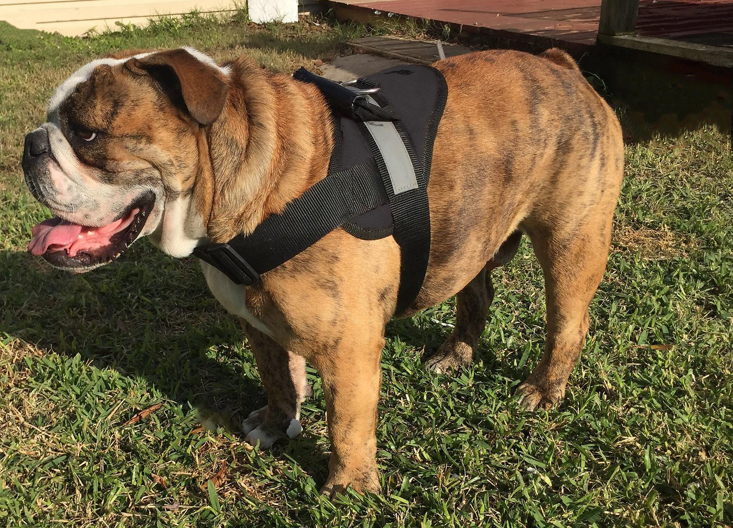 HDP Big Dog Soft Padded Adjustable No Pull Harness