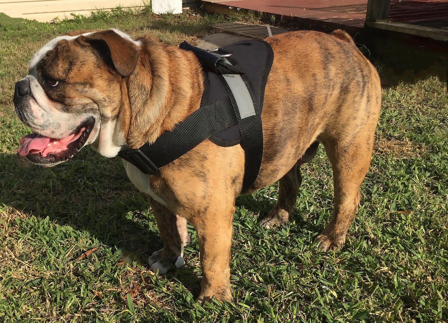 HDP Big Dog Soft Padded Adjustable No Pull Harness