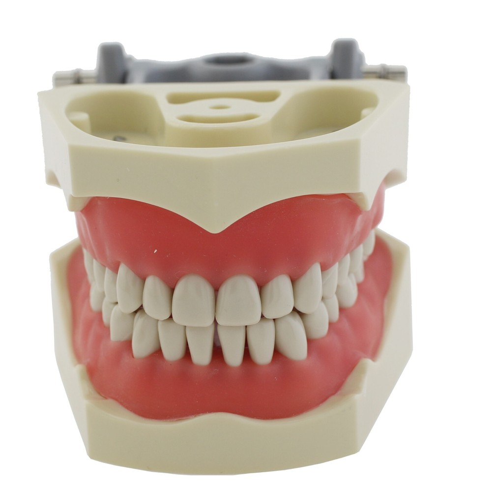 Columbia Dentoform 860 Dental Typodont Model 32pcs Removable Teeth Mounting Pole
