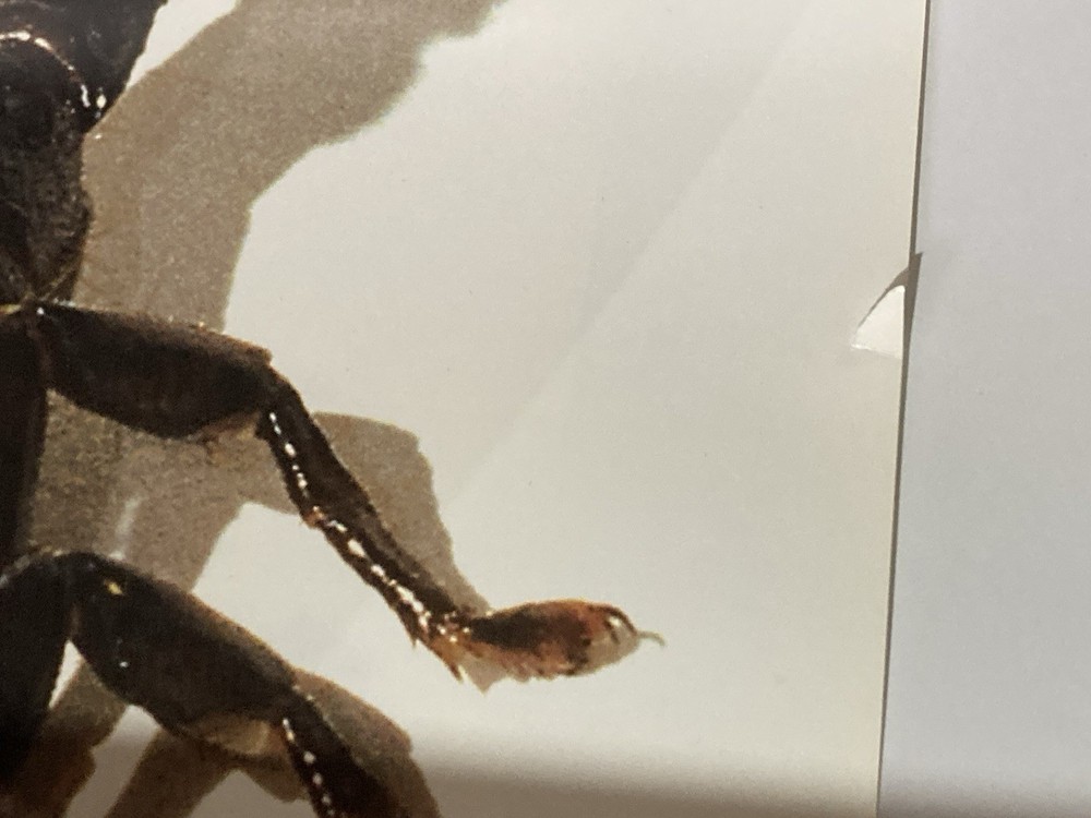 Rocket From The Crypt 1995 Promo Poster Scream Dracula Scream G