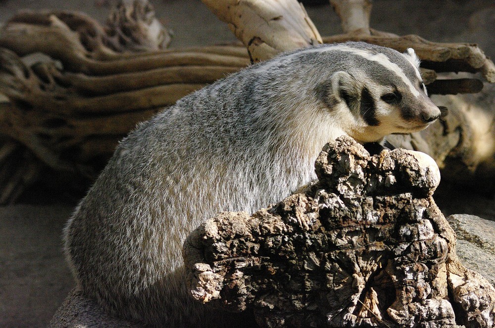 Badger Taxidermy Reference Photo Cd