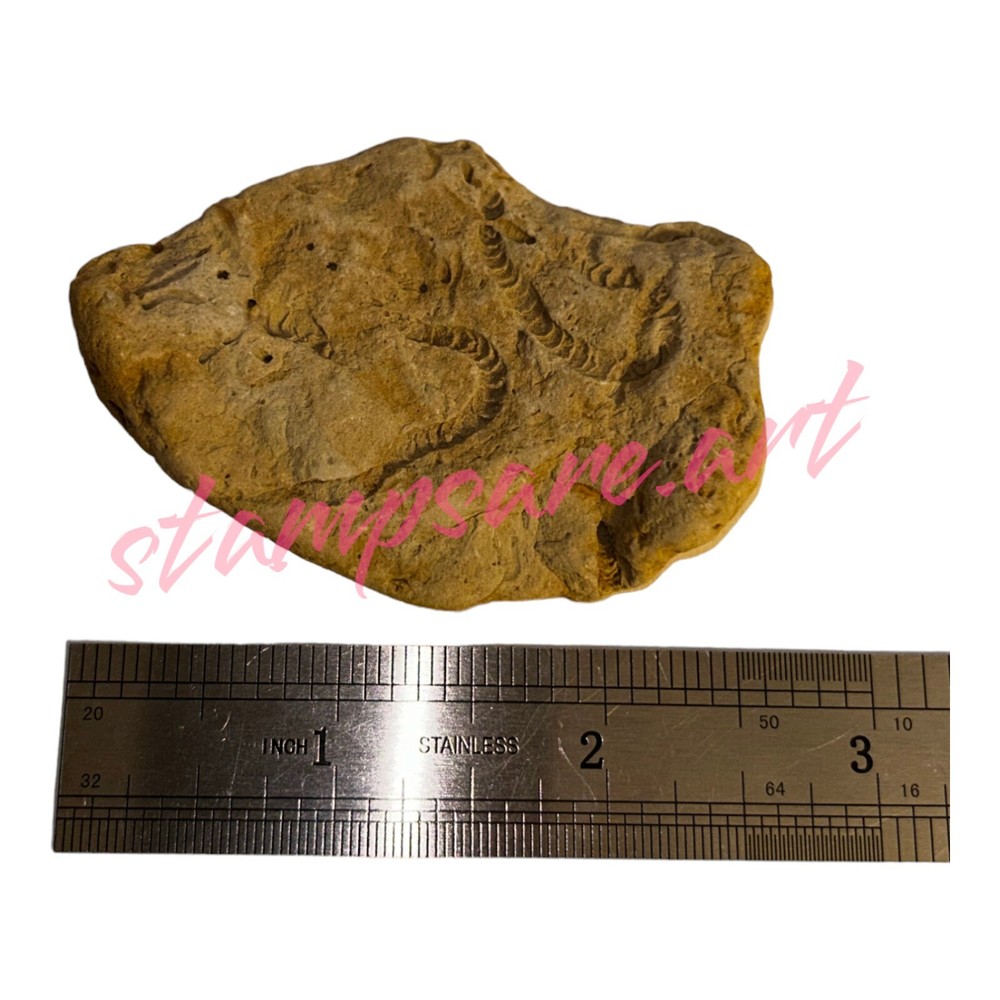Four Imprint Fossils
