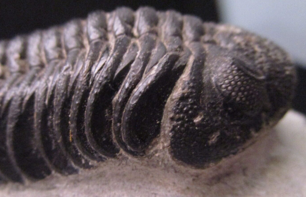 Large Excellent Example Devonian Phacops sp. Fossil Trilobite Morocco