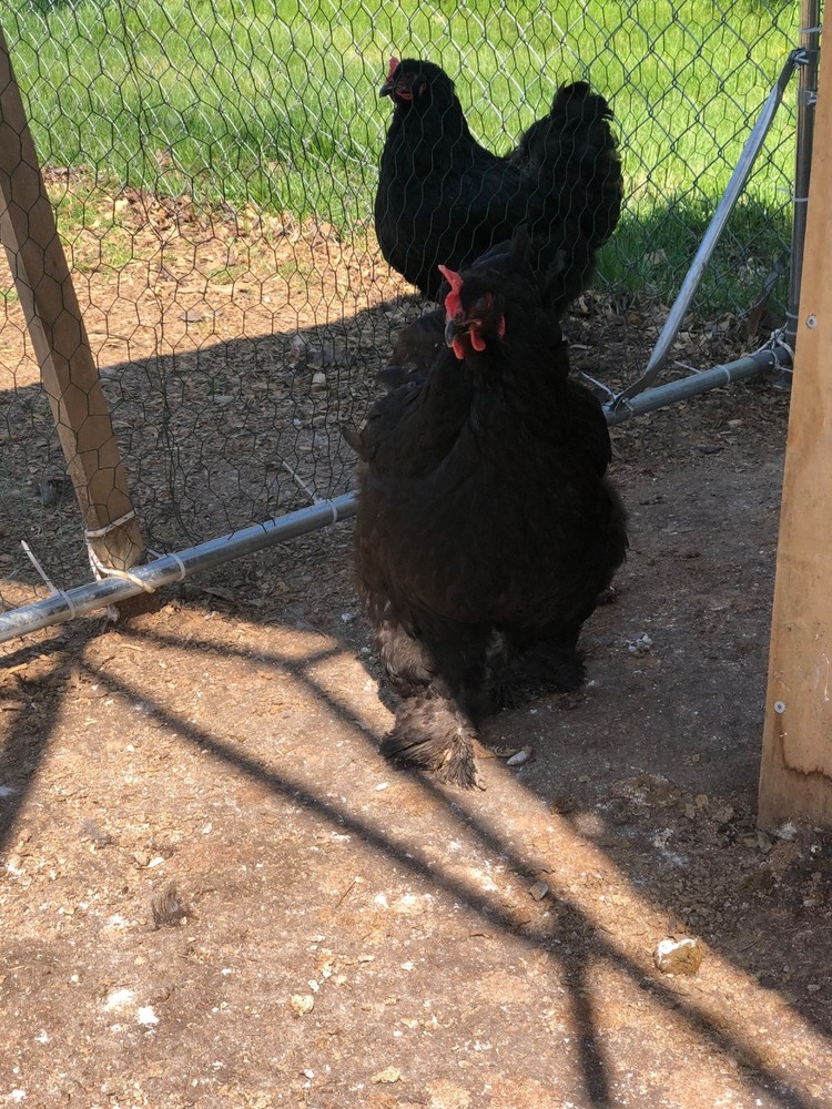 Cochin Hatching Eggs