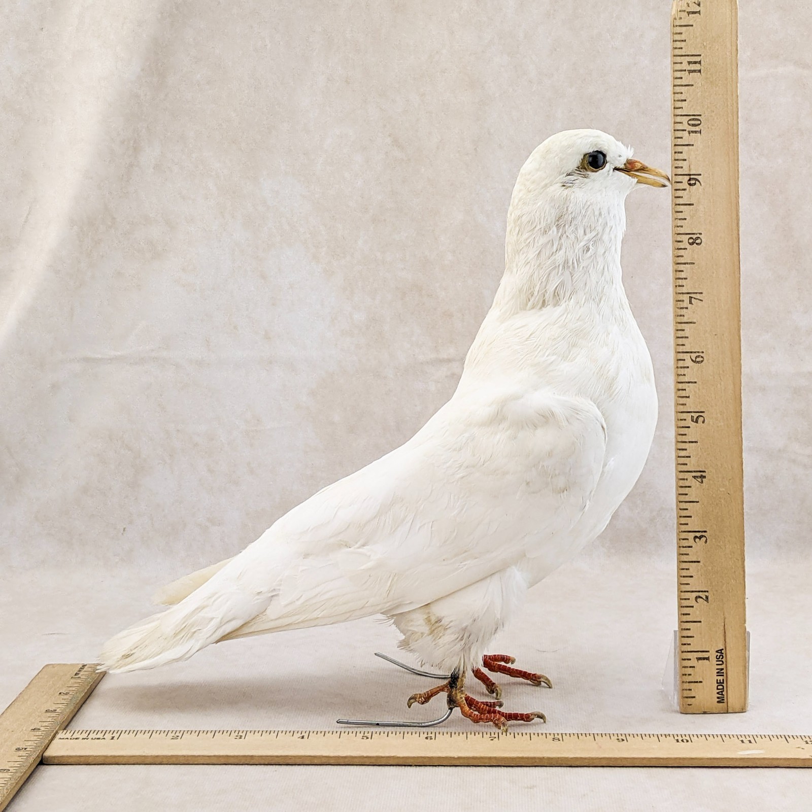 Rock Pigeon bird c livia dove Taxidermy Oddities Curiosities collectible