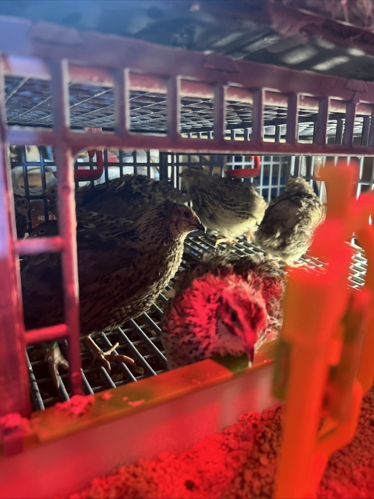 42 + 6 Extra Hatching Coturnix Jumbo Quail