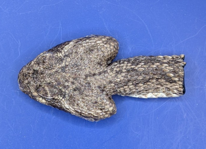 Western Rattlesnake Head Closed Mouth Collectable Display Taxidermy