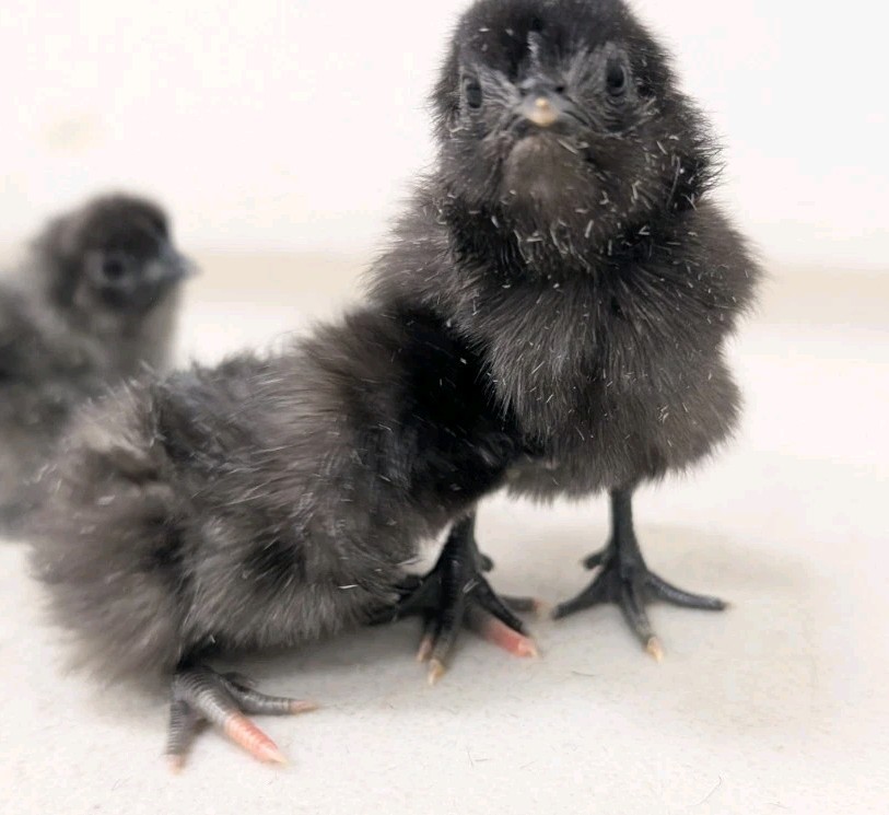 6 Zombie & Fibro Egger Hatching Eggs