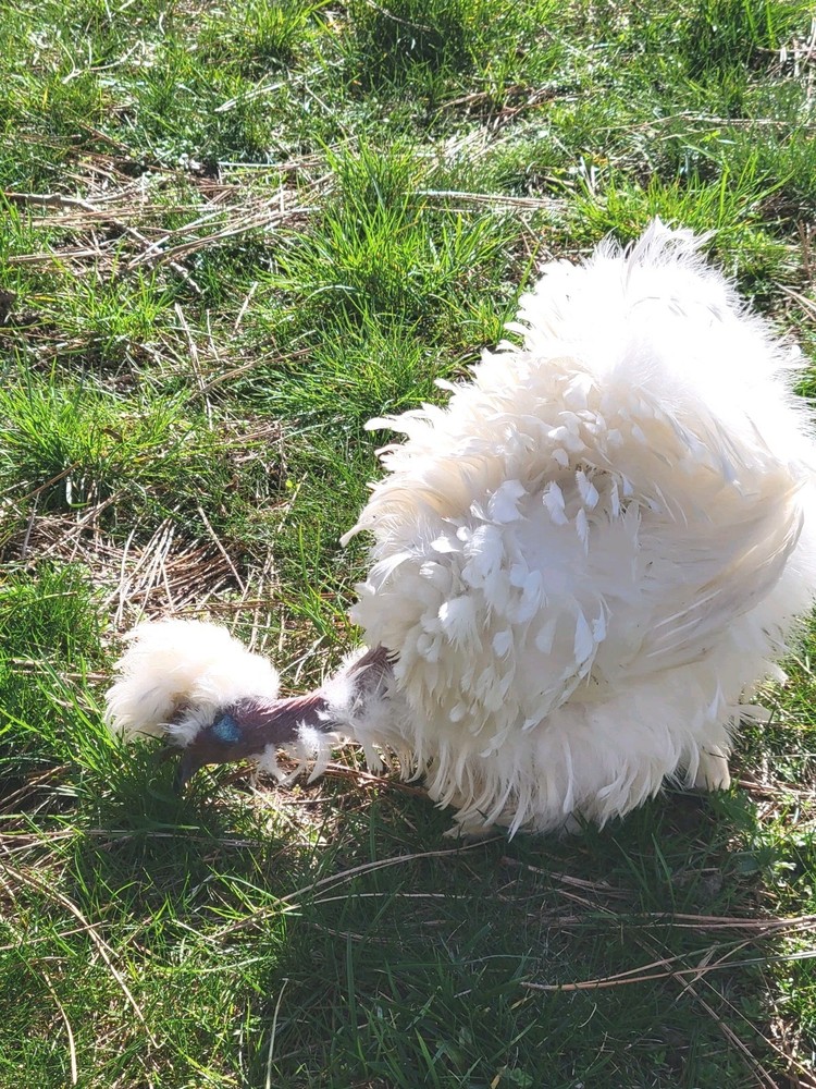 10+ BEAUTIFUL Silkie Hatching Eggs .