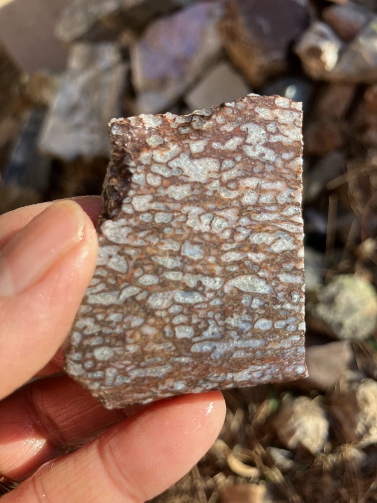 Dinosaur Bone