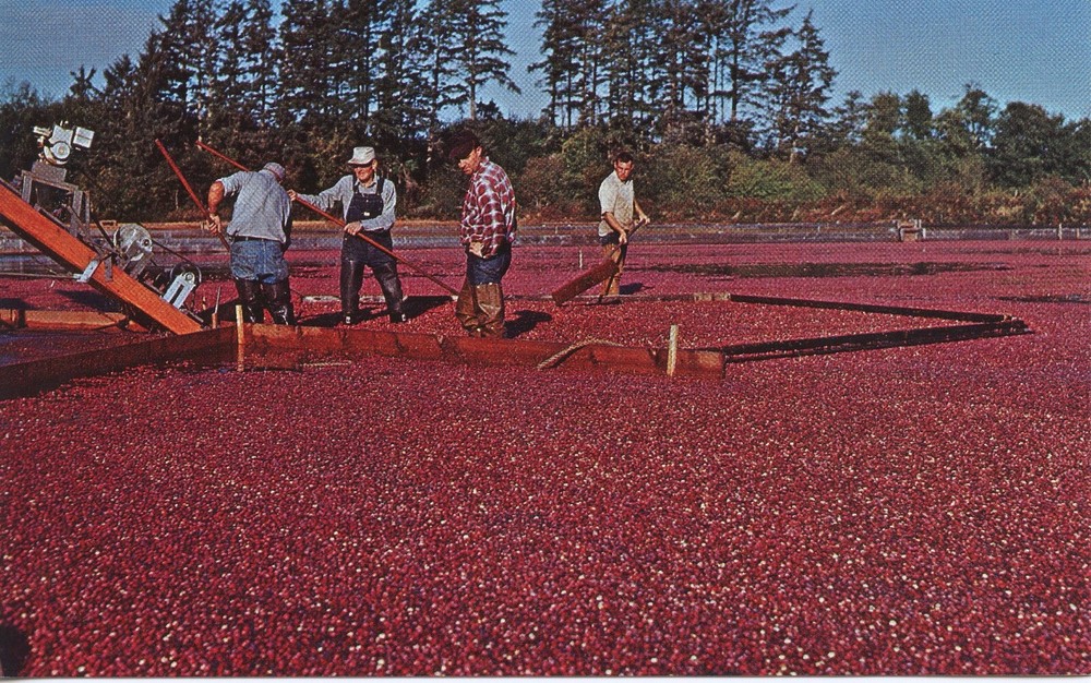 CRANBERRY HARVEST - PC1044