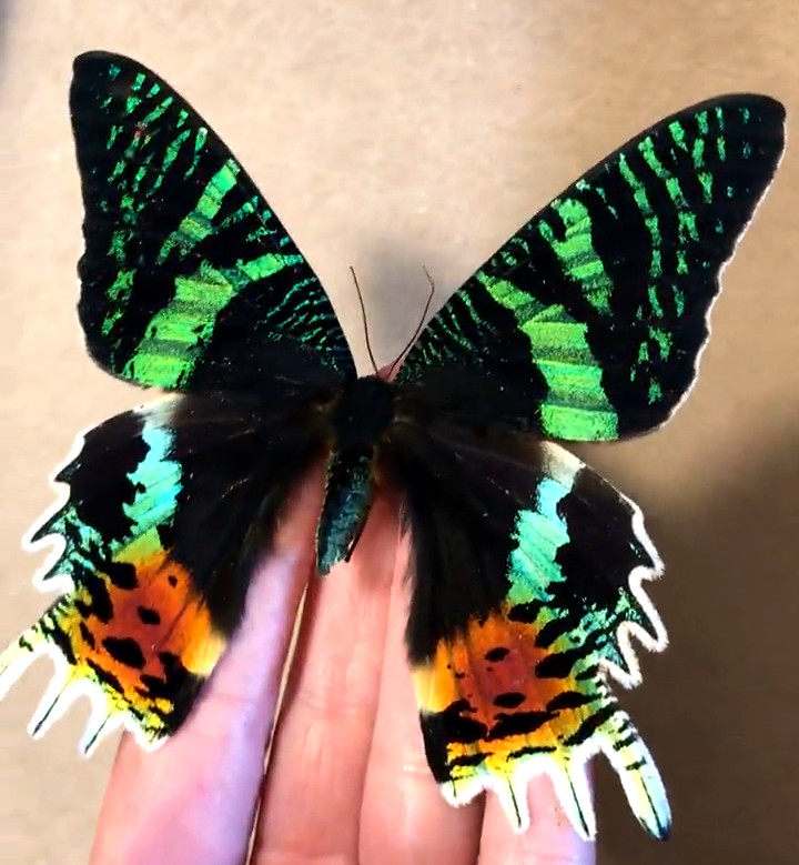 Urania ripheus - Expertly Spread Madagascar Sunset Moth