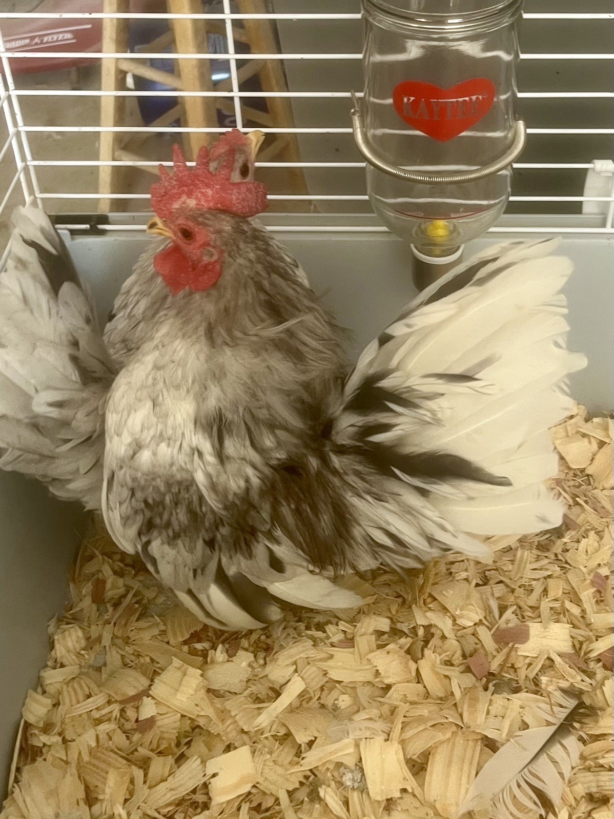 Small/Micro SERAMA Eggs One dozen Eggs