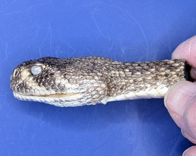 Western Rattlesnake Head Closed Mouth Collectable Display Taxidermy