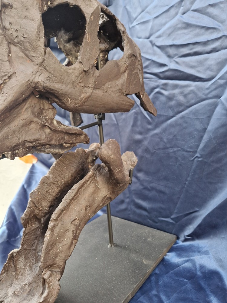 Androsaurus Head Fossil