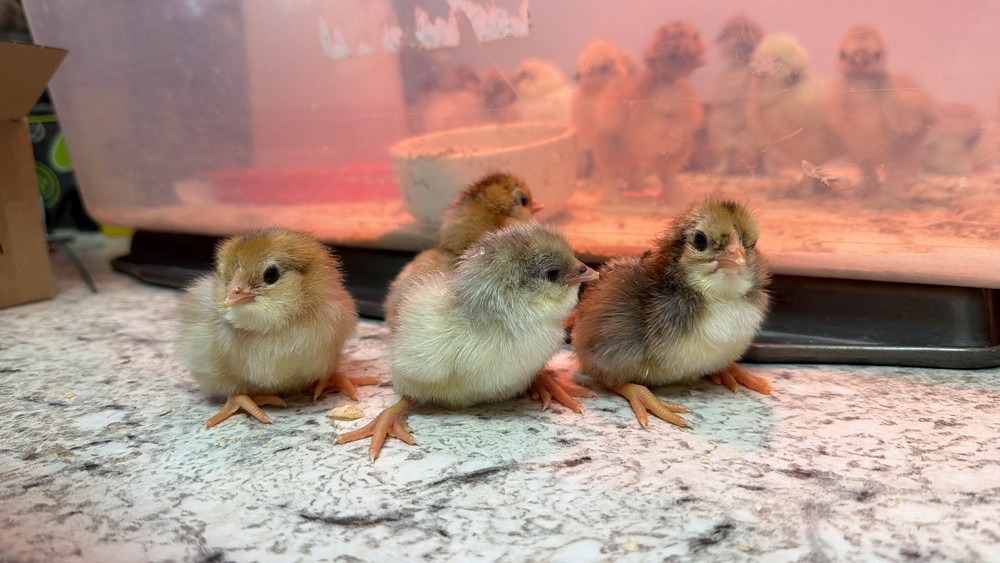 Whiting True Blue Hatching Eggs - x18+plus extras