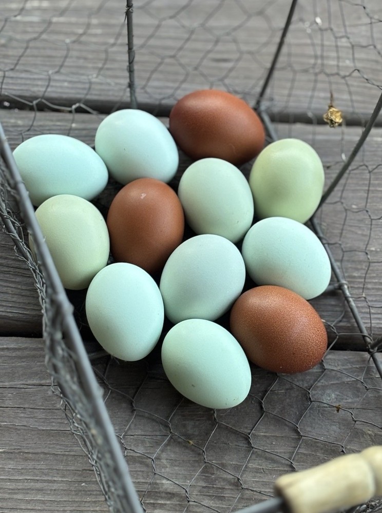 A++++ (10 ) Cream Legbar Fertilized Hatching Eggs!!
