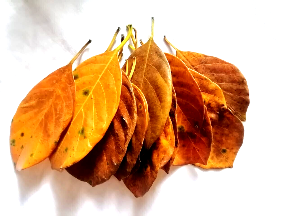 Natural Dried Jack Fruit 60pcs Leaves