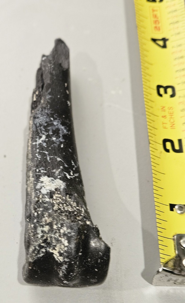 FLORIDA ICE AGED FOSSILIZED BONE FRAGMENTS