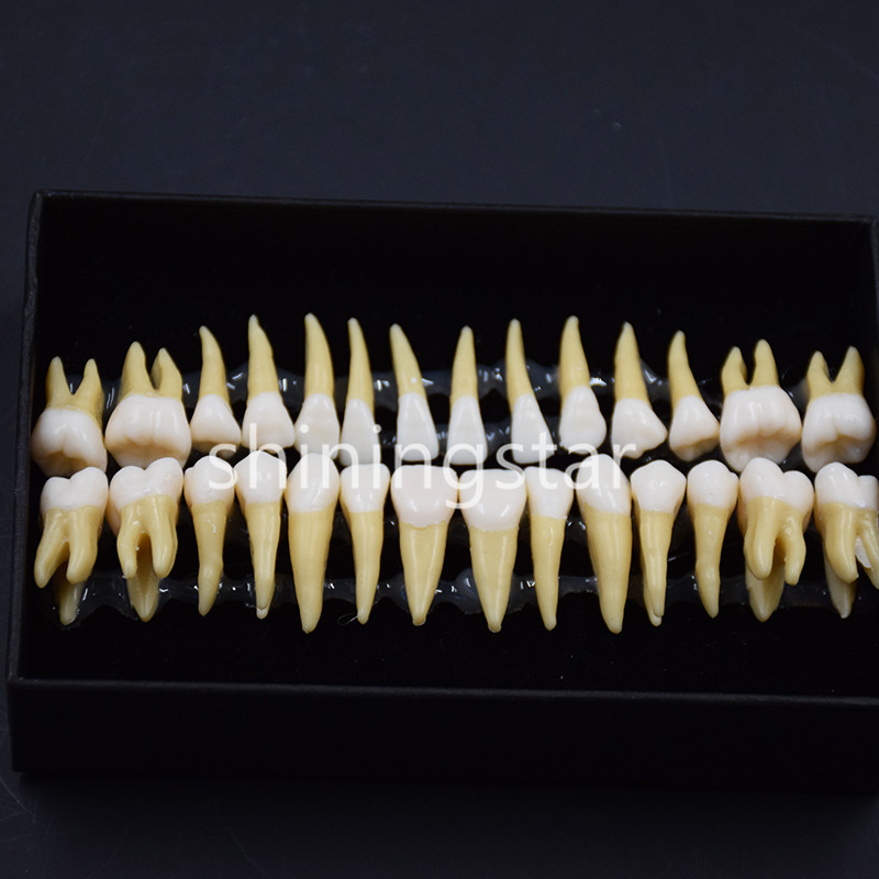 1 Set 1:1 Permanent Teeth Demonstration Teach Dental Study Model Tooth #7008 New