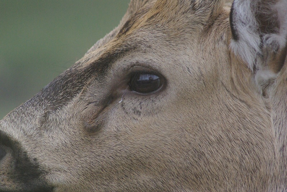 Axis Deer Taxidermy Reference Photo Cd