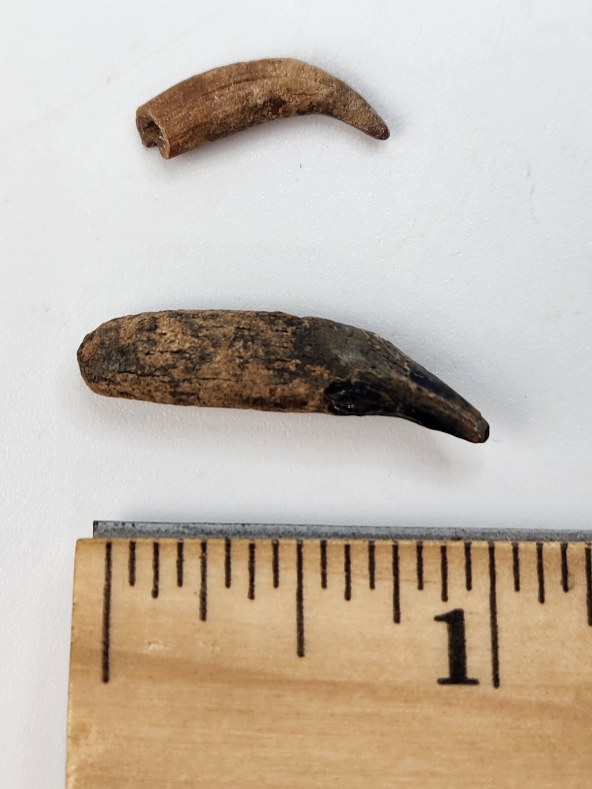 Raccoon Rooted Upper Canine Tooth Fossil - Florida Pleistocene - 1 Per Purchase