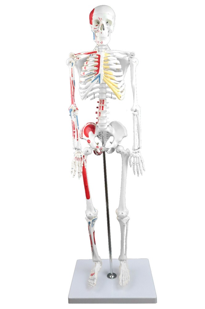 Vision Scientific Half Size Human Skeleton- 33â€ (84cm) with Muscles